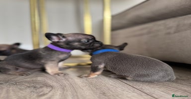 French Bulldog dogs - Advert 13