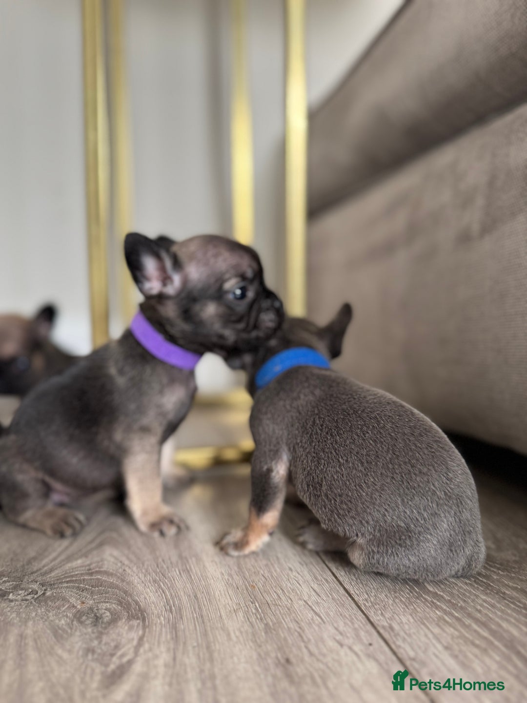 French Bulldog dogs for sale: French bull dog litter available now  - Image 3