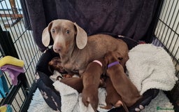 Dachshund dogs for sale: Miniature Smooth Haired Dachshund Puppies - Image 28