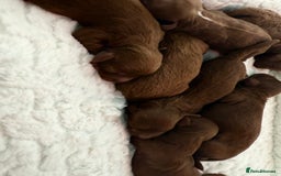 Cavapoo dogs for sale: TOY F1B dna & Heath clear parents.  in Porth - Image 9