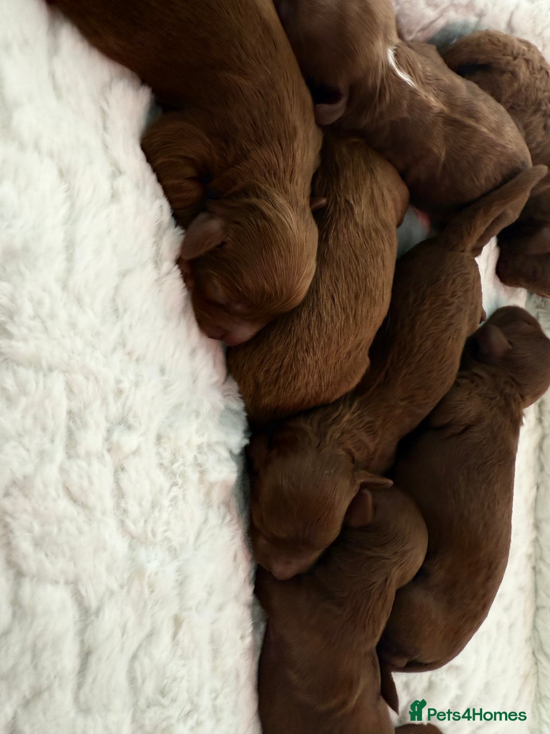 Cavapoo dogs for sale: TOY F1B dna & Heath clear parents.  in Porth - Image 9