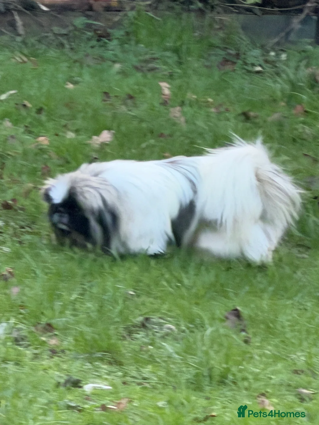 Pekingese dogs for sale: Kc Pekingnese boys available - Advert 16