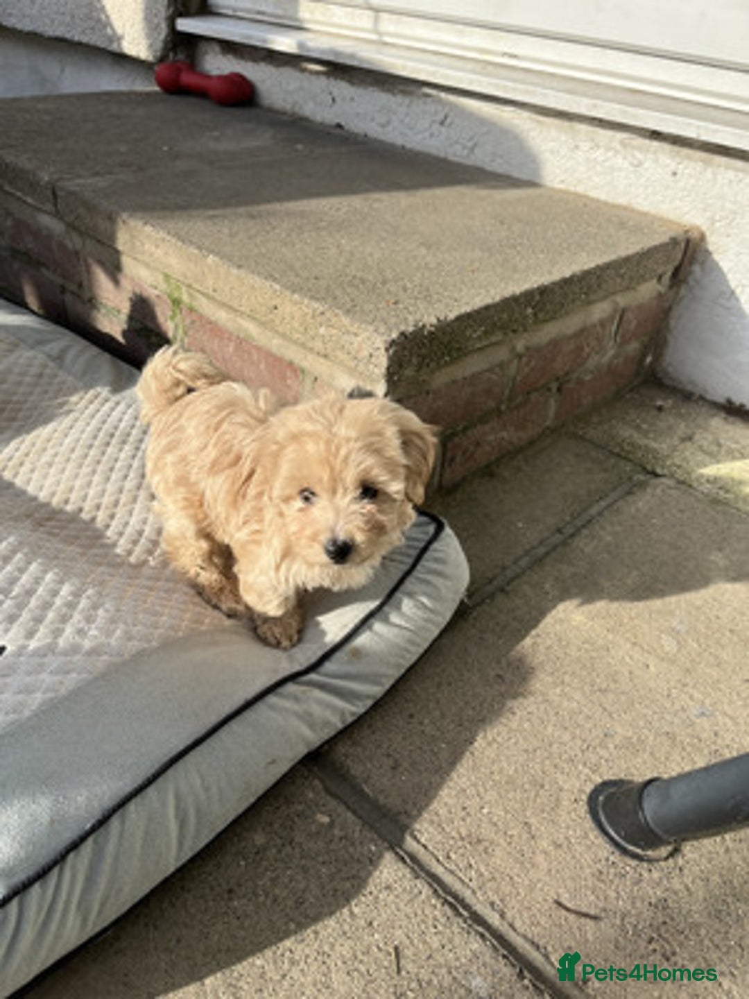 Maltipoo dogs for sale:  Adorable Maltipoo puppies for sale  - Advert 2