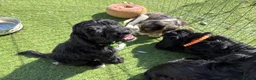Cockapoo dogs for sale: 9 gorgeous cockapoo puppies  - Advert 21