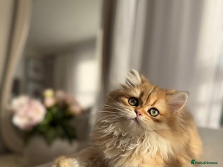 British Shorthair cats Golden British Longhair kitten - Advert 18