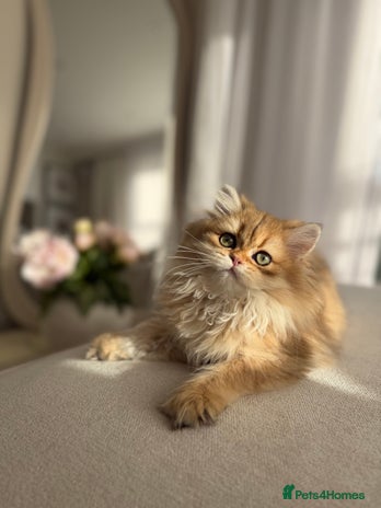British Shorthair cats Golden British Longhair kitten - Advert 1