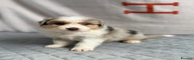 Australian Shepherd 4