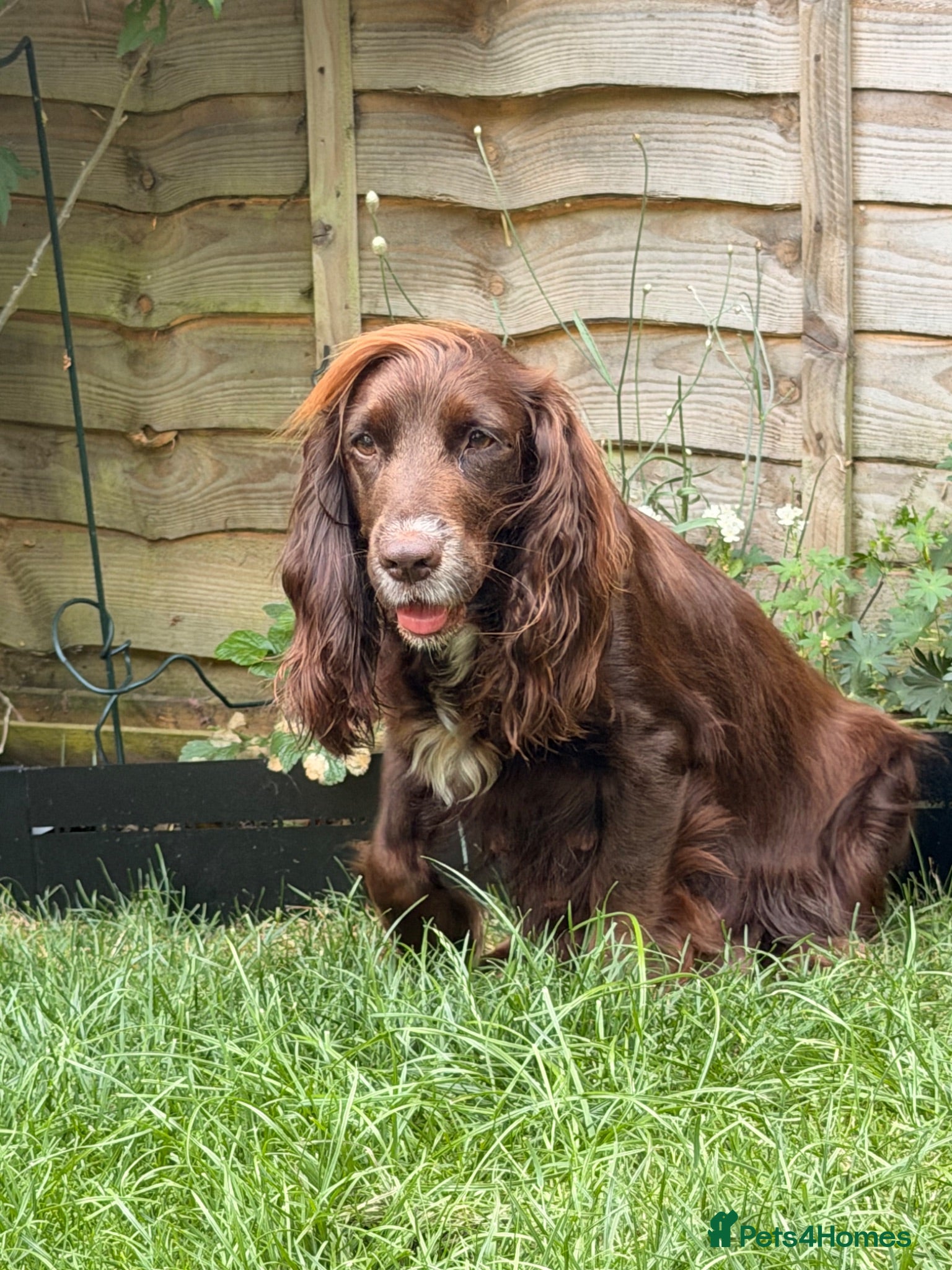 Cocker Spaniel dogs KC working cocker spaniel puppies  - Advert 1