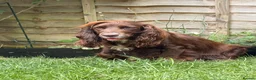 Cocker Spaniel dogs for sale: KC Registered working cocker spaniel puppies  - Advert 1