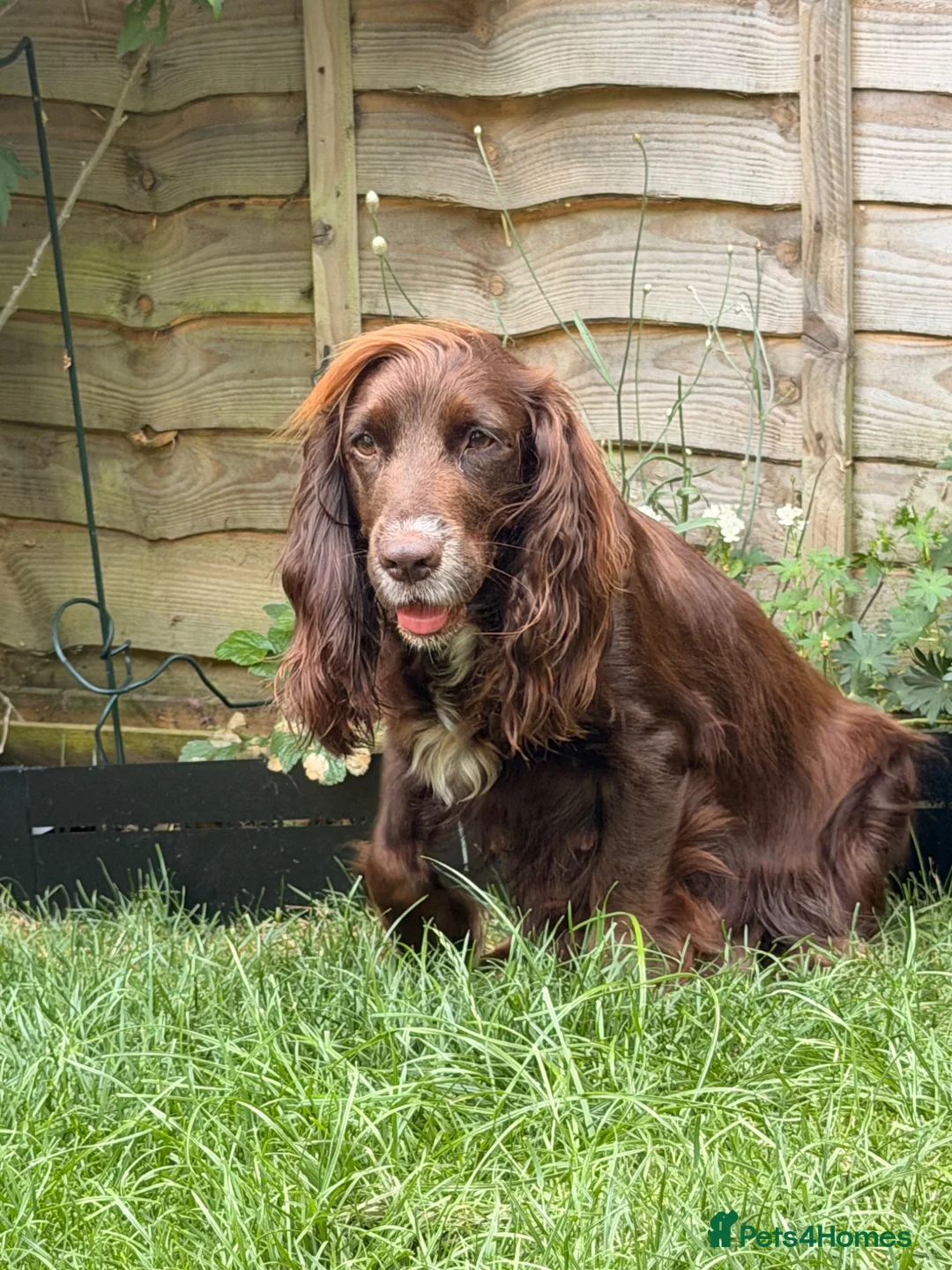 Cocker Spaniel dogs for sale: KC Registered working cocker spaniel puppies  - Advert 1