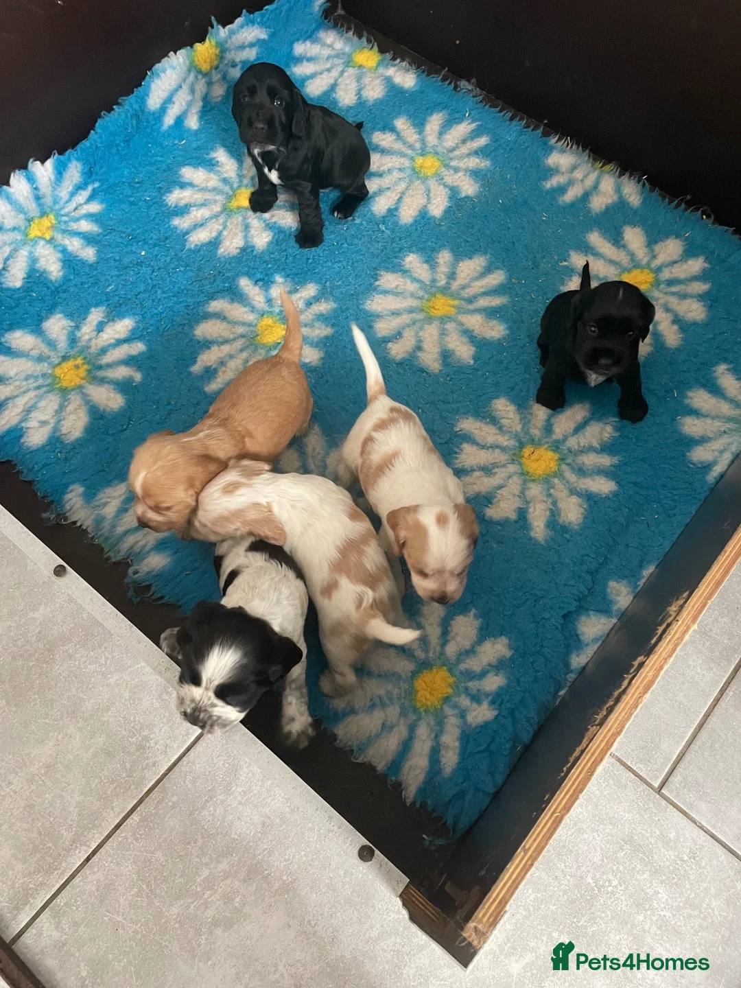 Cocker Spaniel dogs for sale: Just One Beautiful Black Boy Left! - Advert 2