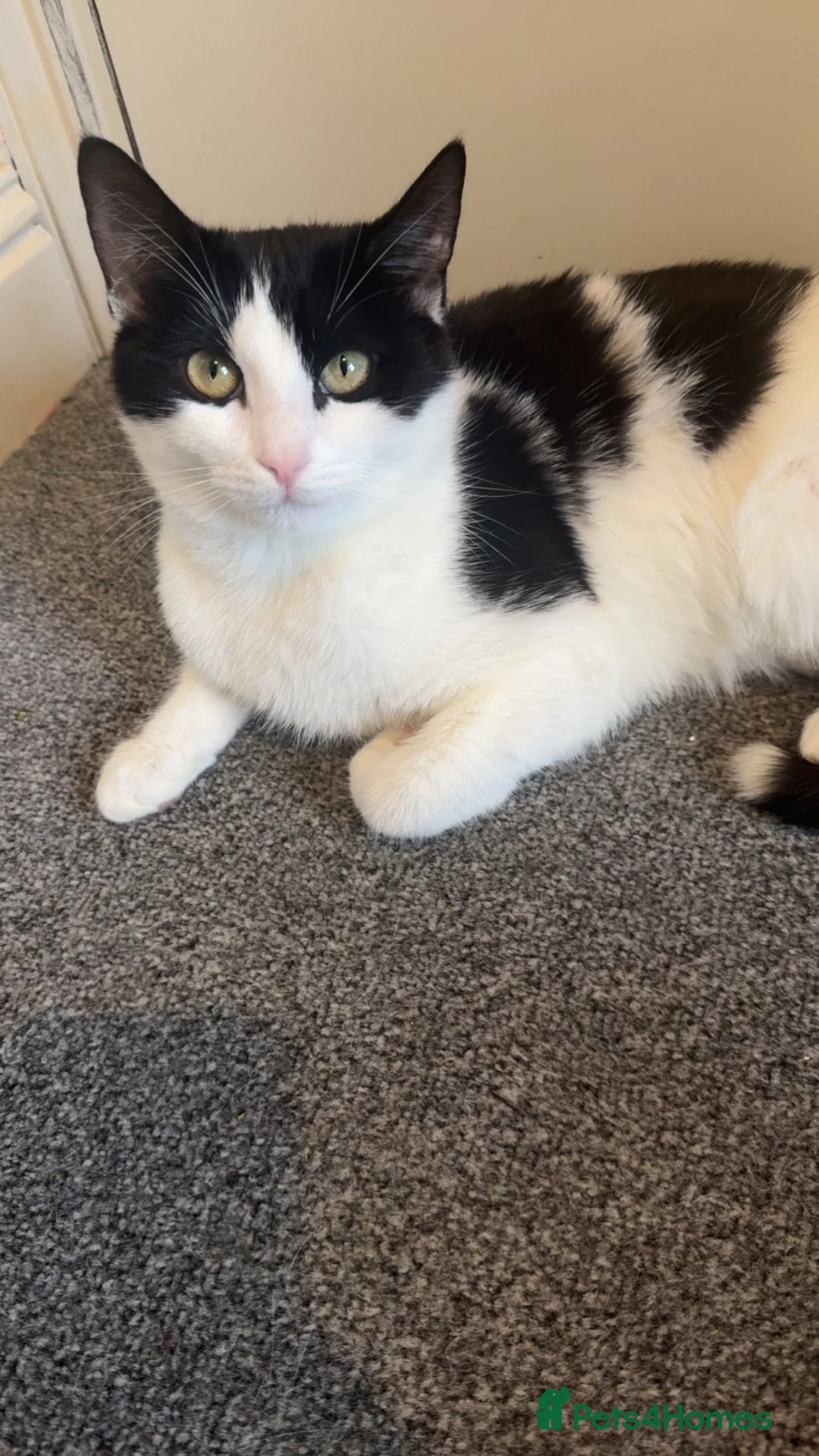 Mixed Breed cats for sale: Beautiful 9 Month Old female Kitty 🐈‍⬛ 🐾 🤍 in Nelson - Advert 1