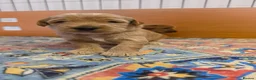 Australian Labradoodle dogs for sale: Multigeneration Australian Labradoodle  - Advert 10