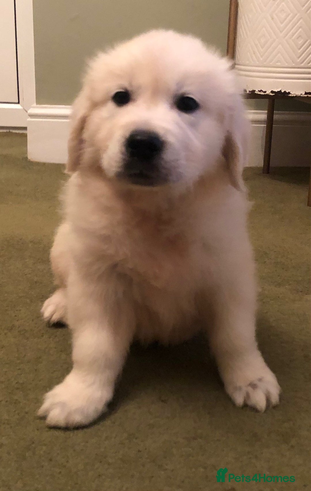 Golden Retriever dogs for sale: Chunky Golden Retriever pups with cream coats - Image 3