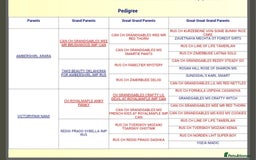 Miniature Dachshund dogs for stud: MINIATURE DACHSHUND -Crufts qual & champion lines in Atherstone - Image 3