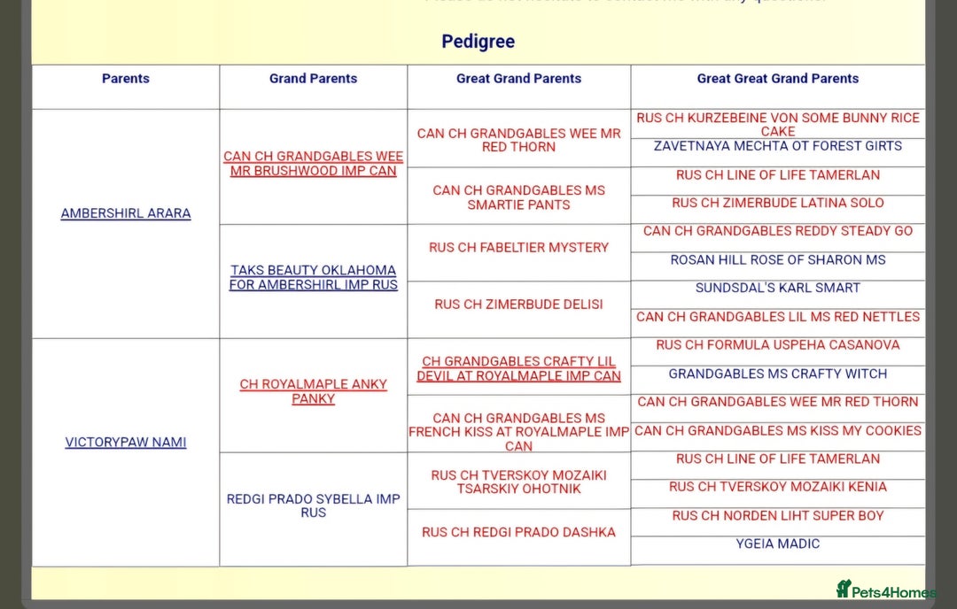 Miniature Dachshund dogs for stud: MINIATURE DACHSHUND -Crufts qual & champion lines in Atherstone - Image 3
