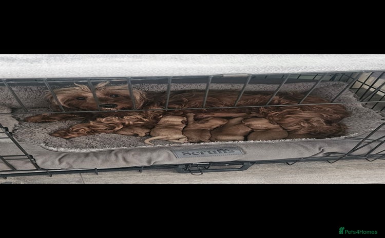 Cockapoo dogs - Advert 1