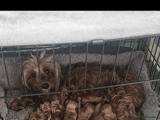 Cockapoo dogs - Advert 1