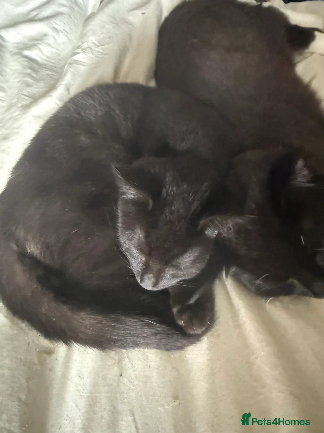 Mixed Breed cats for sale: Camera shy black Kitten - Advert 2