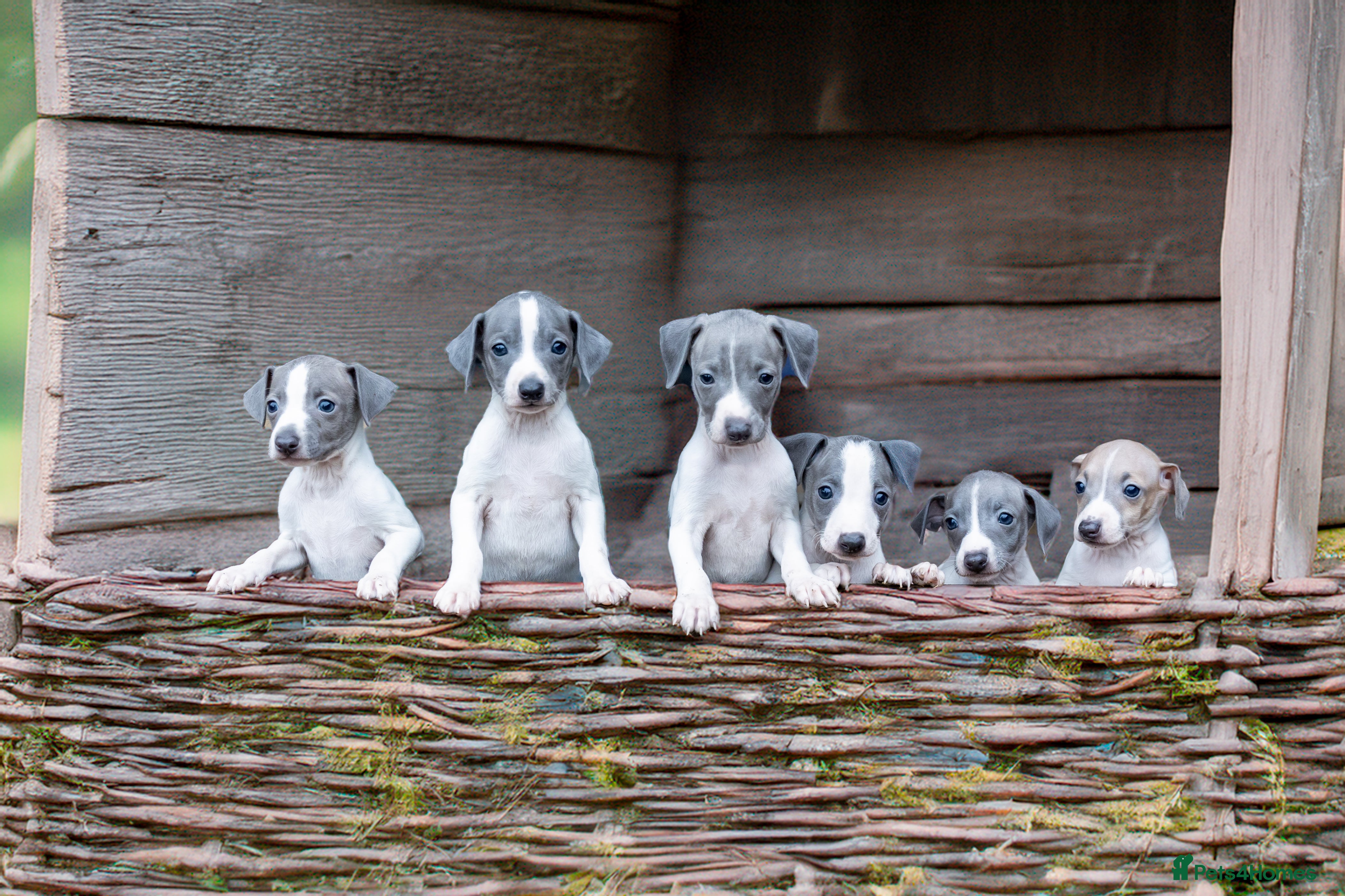 Italian Greyhound dogs SIX ITALIAN MALE PUPPIES AVAILABLE ✨ - Advert 14