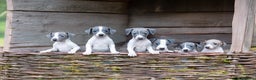 Italian Greyhound dogs for sale: READY TO GO IN 5 DAYS  - Advert 1
