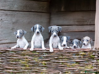 Italian Greyhound dogs SIX ITALIAN MALE PUPPIES AVAILABLE ✨ - Advert 14