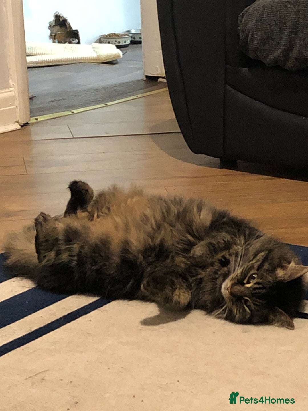 Norwegian Forest Cat cats for sale: Motoko: Norwegian Forest Cat x Maine Coon - Image 3