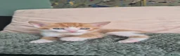Mixed Breed cats for sale: 6 lovely kittens ready for forever homes  in Prescot - Advert 12