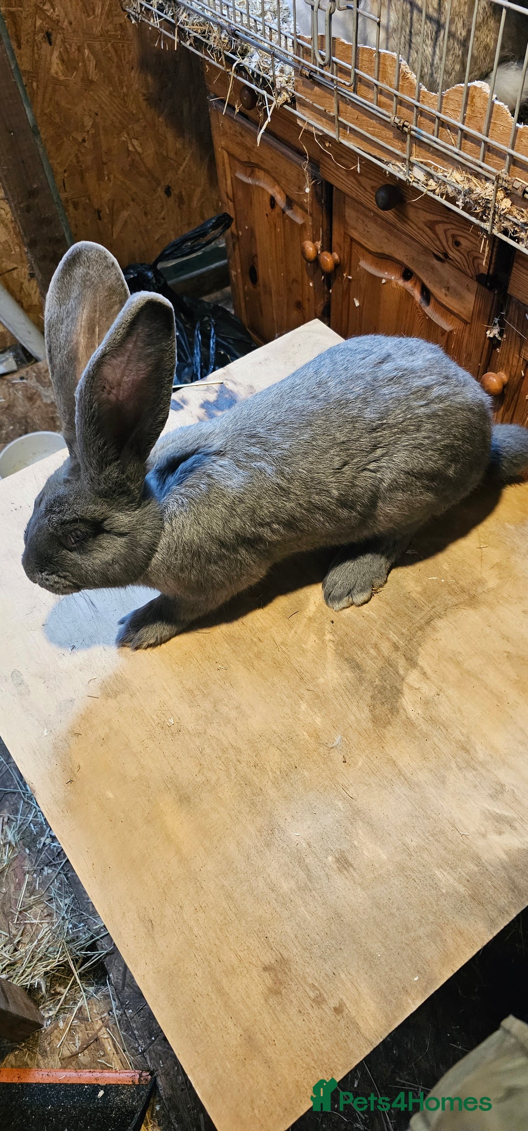 Continental Giant rabbits for sale: Continental Giants Merle - Image 21
