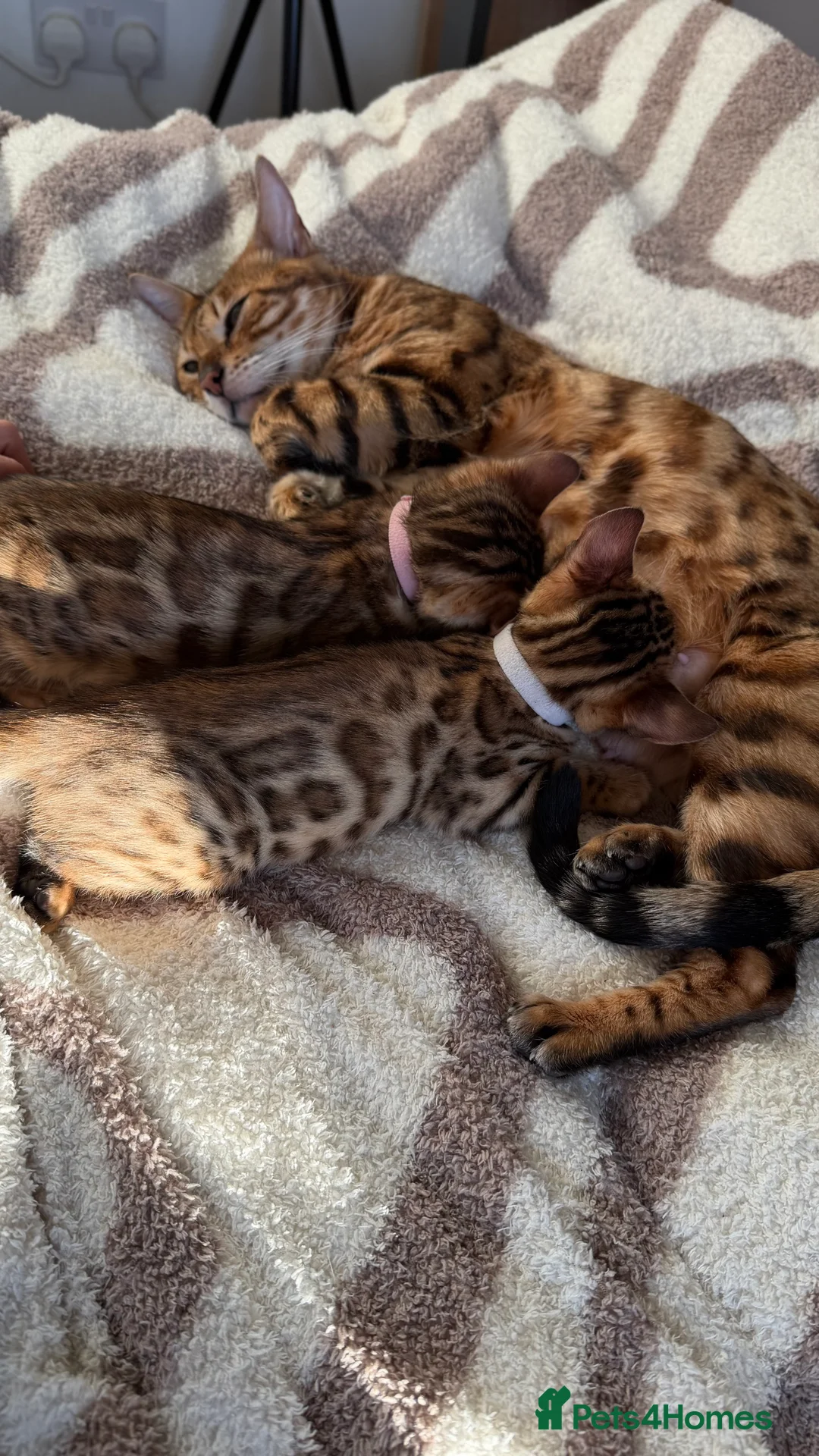 Bengal cats for sale: Adorable Bengal kittens TICA registered, pedigree - Advert 8