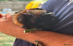 Guinea Pig rodents for sale: 2 male guinea pigs  - Image 3