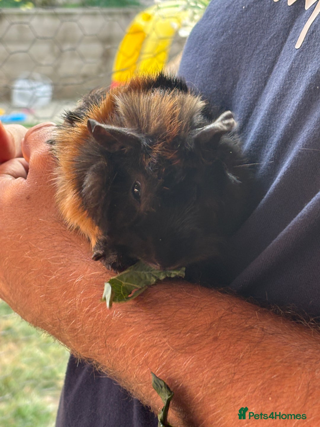 Guinea Pig rodents for sale: 2 male guinea pigs  - Image 3