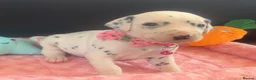 Dalmatian dogs for sale: Beautiful Dalmatian puppies ready to reserve  - Advert 6