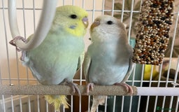 Budgerigars birds for sale: Pair of gorgeous Budgies - Image 1