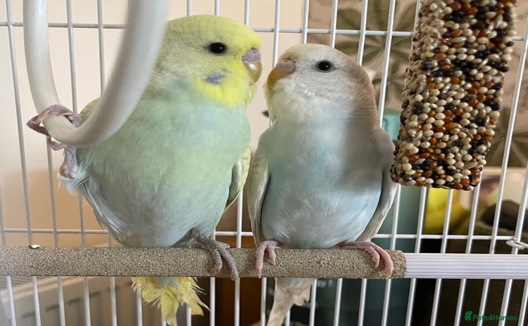 Budgerigars birds - Advert 2