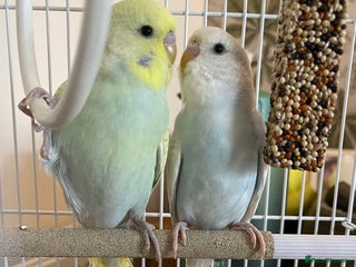 Budgerigars birds - Advert 18