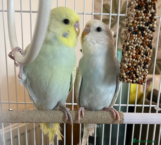 Budgerigars birds - Advert 1