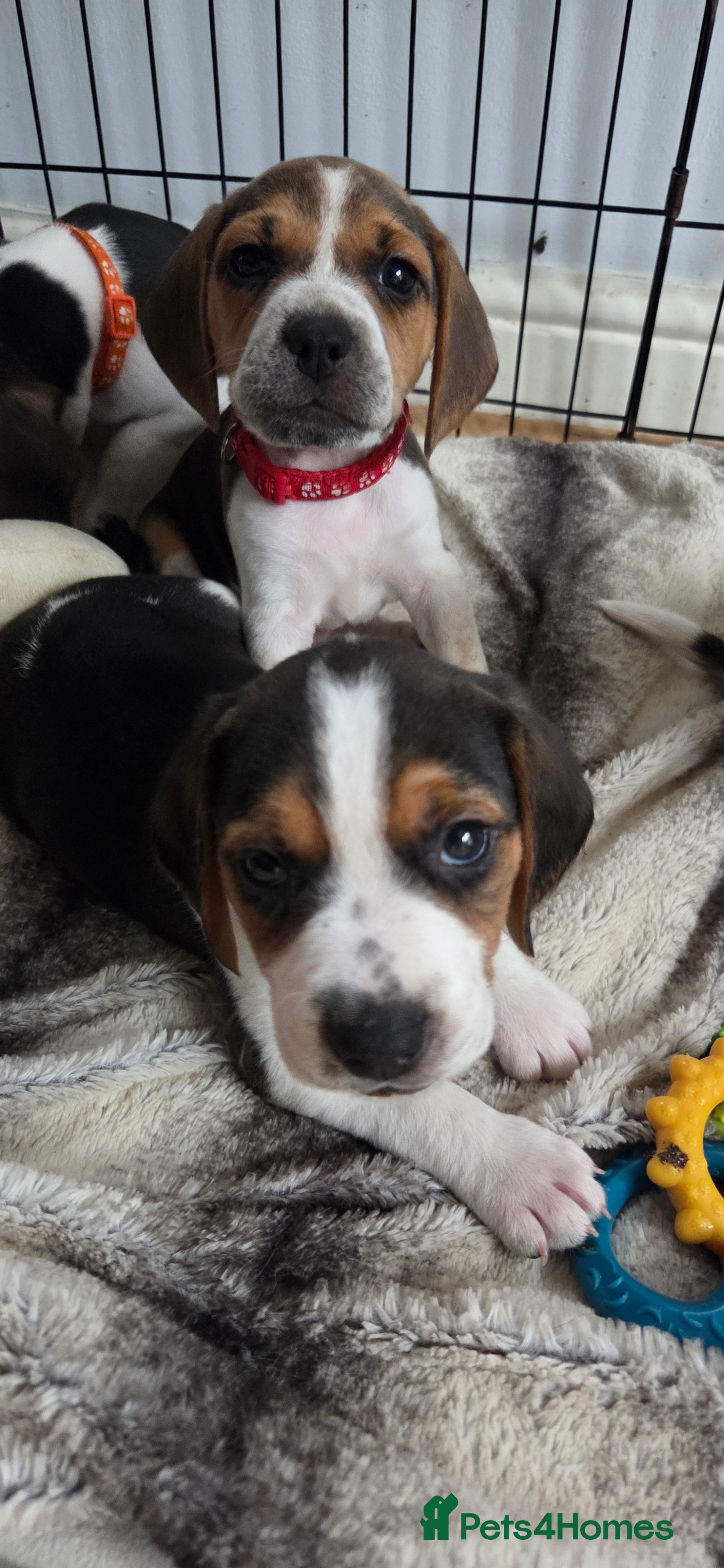 Beagle dogs Beautiful Beagle Puppies  - Advert 2