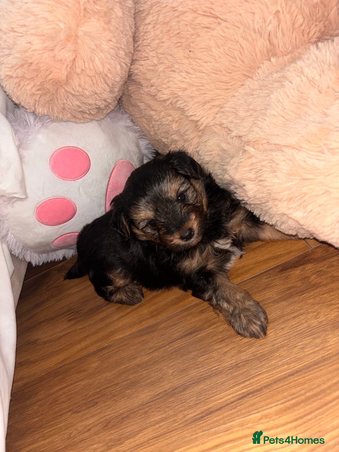 Yorkshire Terrier dogs for sale: Pedigree Yorkshire Terrier - Advert 6