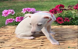 Italian Greyhound dogs for sale: Italian greyhound puppies KC reg European Lineage in Leeds - Image 27