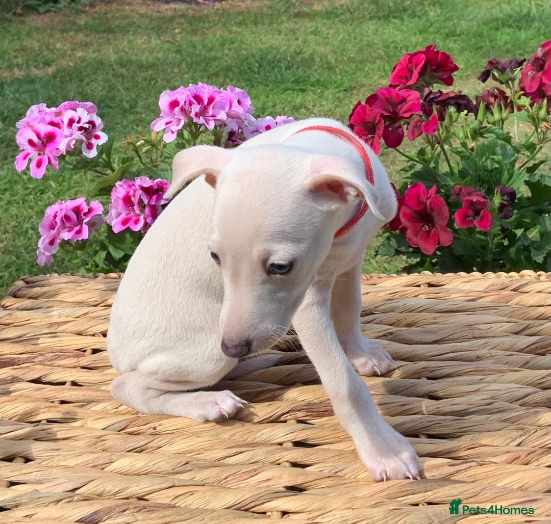 Italian Greyhound dogs for sale: Italian greyhound puppies KC reg European Lineage in Leeds - Image 27