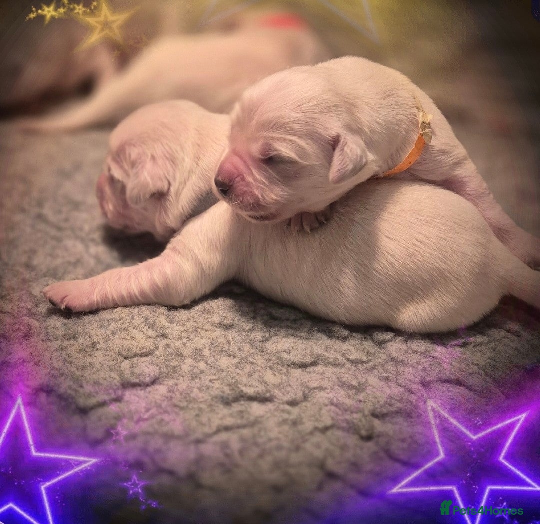 Golden Retriever dogs for sale: KC REGISTERED Golden Retriever puppies  - Advert 1