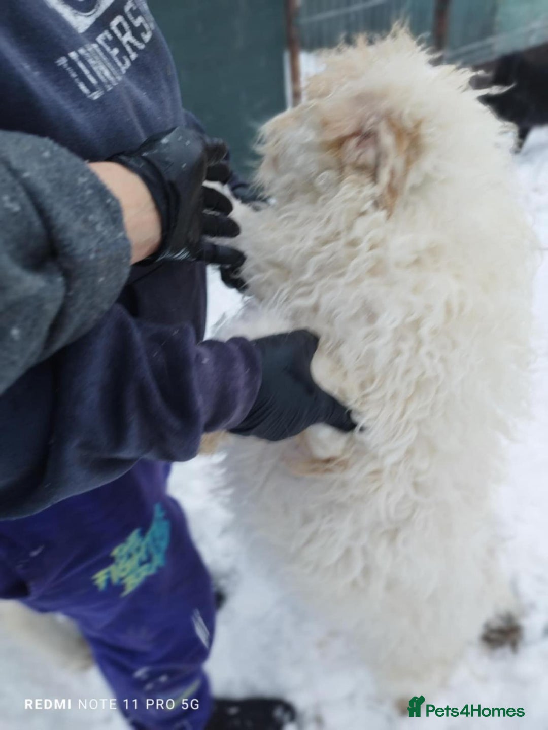 Mixed Breed dogs for adoption: 🤍 Luca 🤍 - a Lovely young Boy for a Loving Home - Advert 3