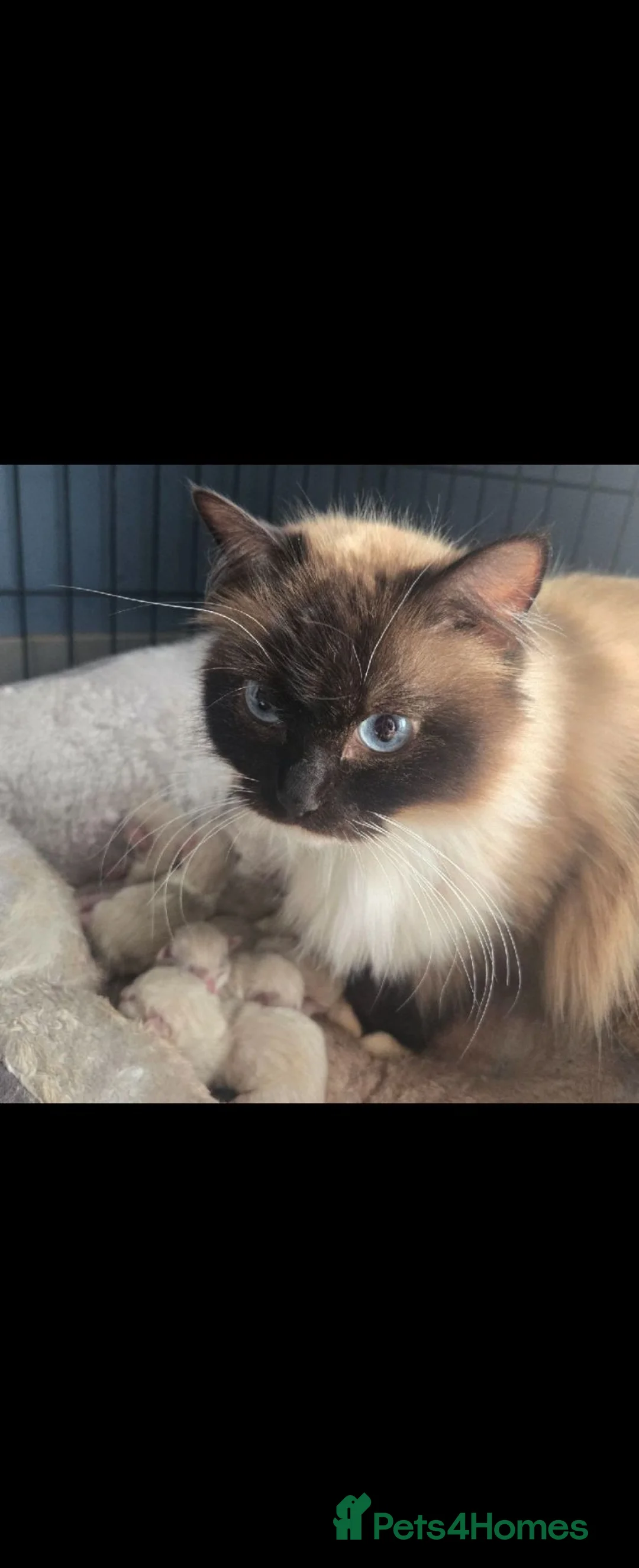 Ragdoll cats for sale: Ragdoll kittens  - Advert 25