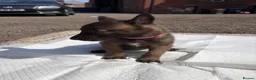 Belgian Shepherd Dog dogs for sale: Mali puppies  in Bishop Auckland - Advert 10