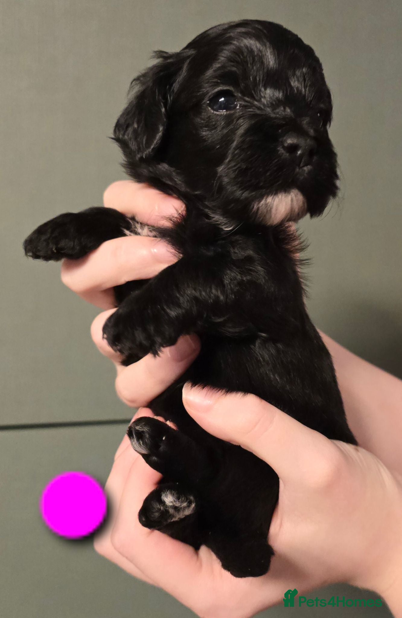 Maltipoo dogs Rare color F1 maltipoo female 5⭐️council licensed - Advert 12