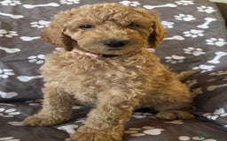 Standard Poodle dogs for sale: Standard Poodle Puppies  - Image 5