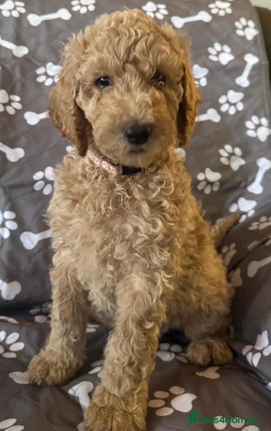 Standard Poodle dogs for sale: Standard Poodle Puppies  - Image 5