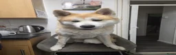 Japanese Akita Inu dogs for sale: Male Japanese Akita called Foxy, not Neutered  - Advert 1