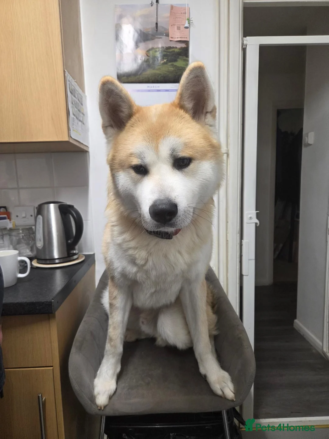 Japanese Akita Inu dogs for sale: Male Japanese Akita called Foxy, not Neutered  - Advert 1